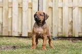 RODESIAN RIDGEBACK 236